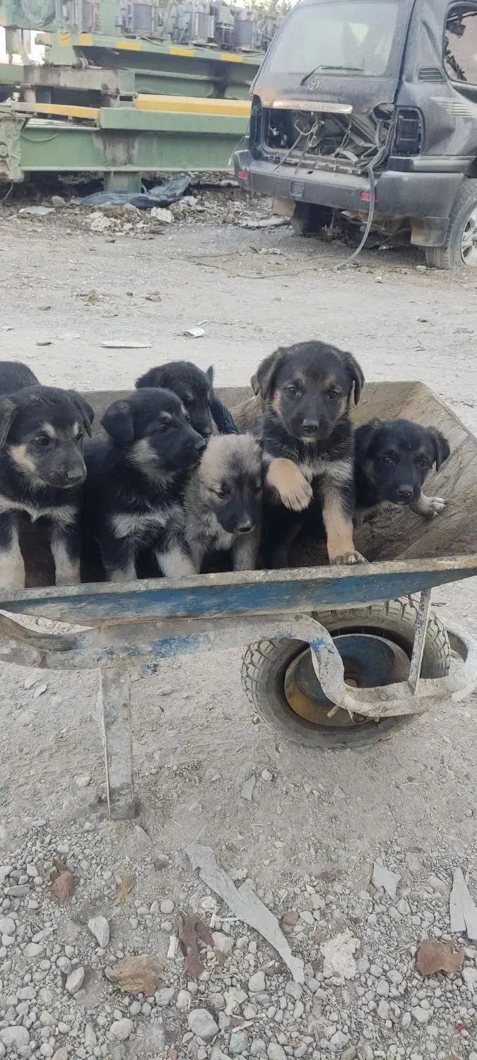 توله ژرمن دو رگه|سگ|آباده, |دیوار