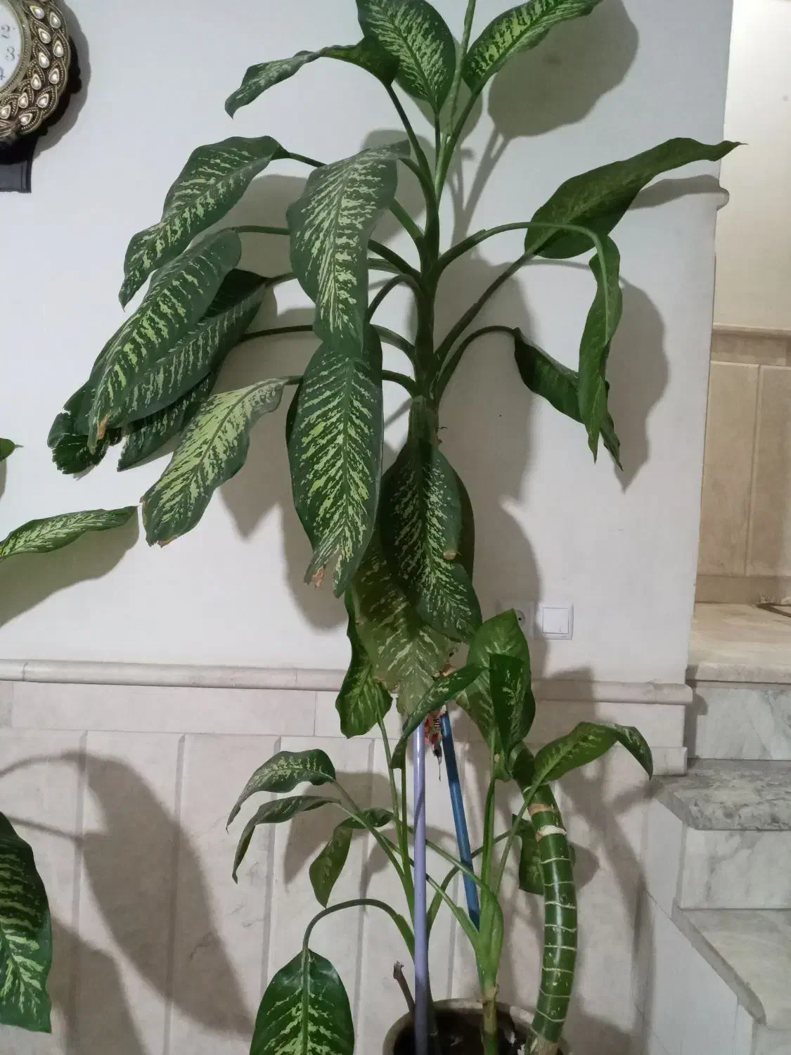 گل دیفن|گل و گیاه طبیعی|نیشابور, شهرک بسیج|دیوار