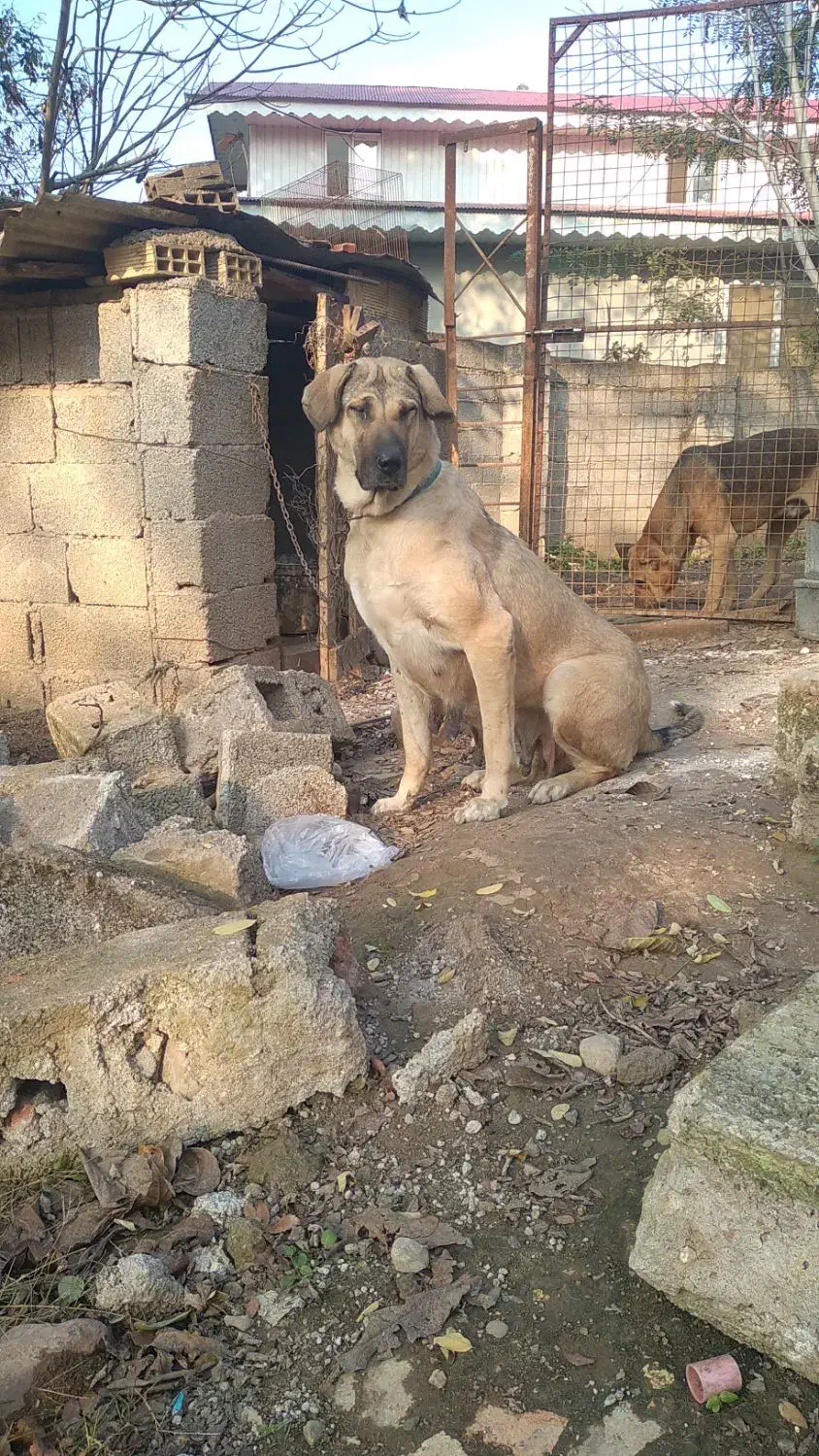 سگ پژدر،سرابی|سگ|سنگر, |دیوار