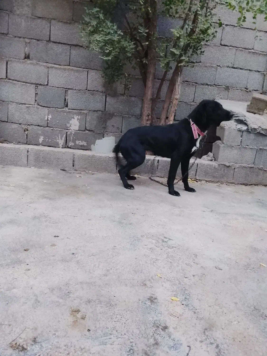 سگ دمبلانی|سگ|کلاله, |دیوار