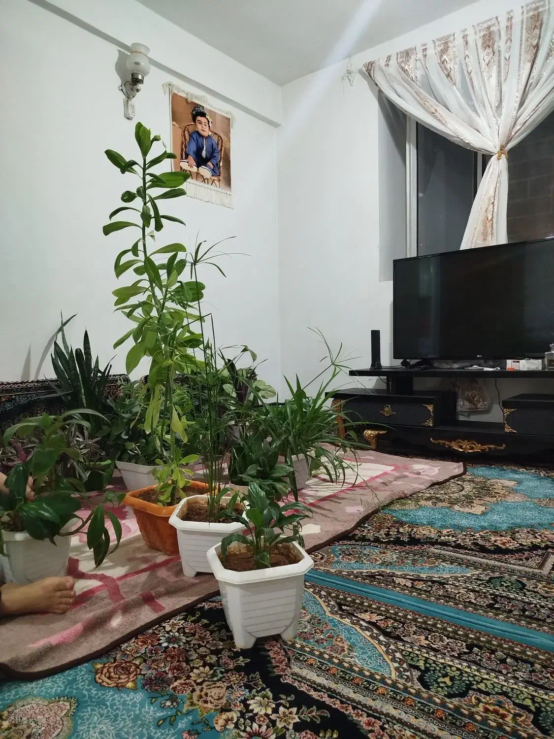 گل وگلدان|گل و گیاه طبیعی|بانه, |دیوار