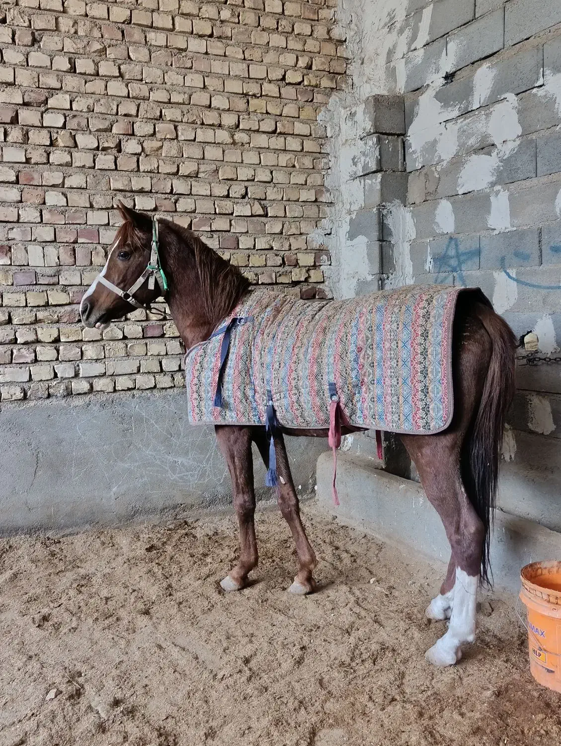 فروش دو راس اسب|اسب و تجهیزات اسبسواری|کاشان, دشت لتحر|دیوار