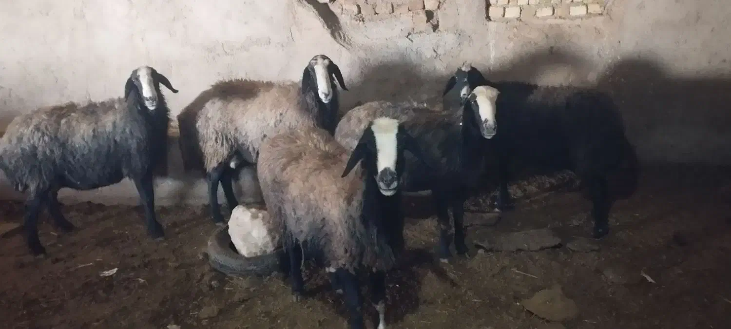 میش شالی|حیوانات مزرعه|قزوین, |دیوار