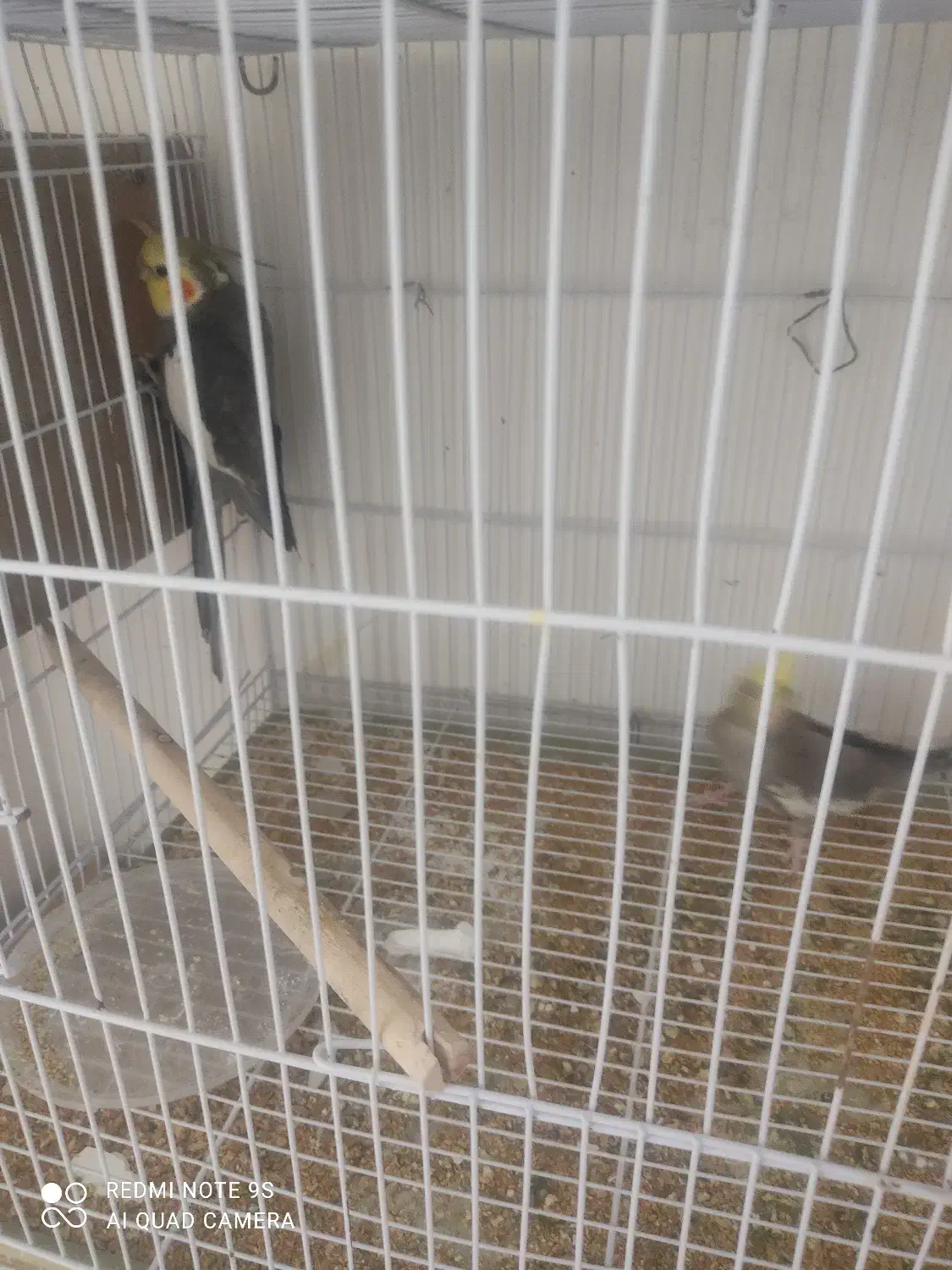 یک جفت عروس هلندی روی تخم|پرنده|زاهدان, |دیوار