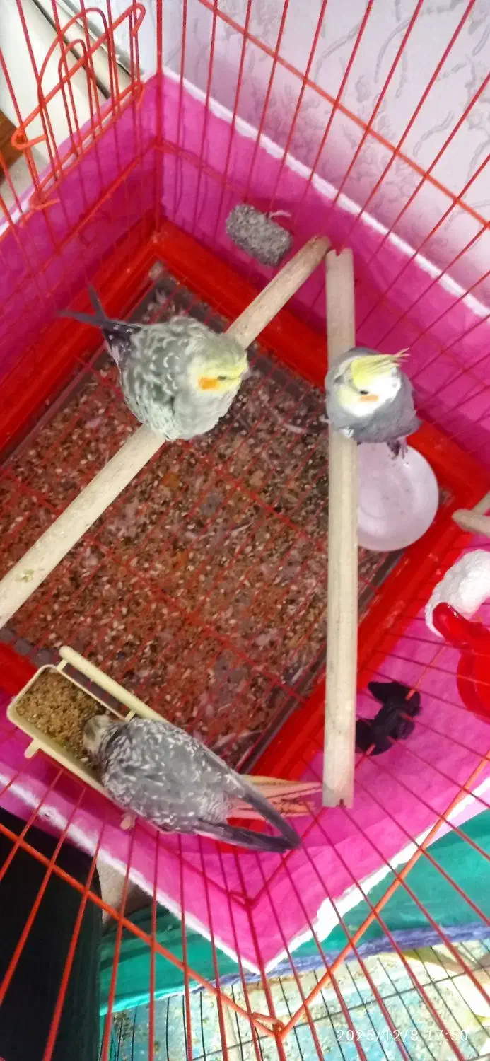 عروس هلندی|پرنده|باوی, |دیوار