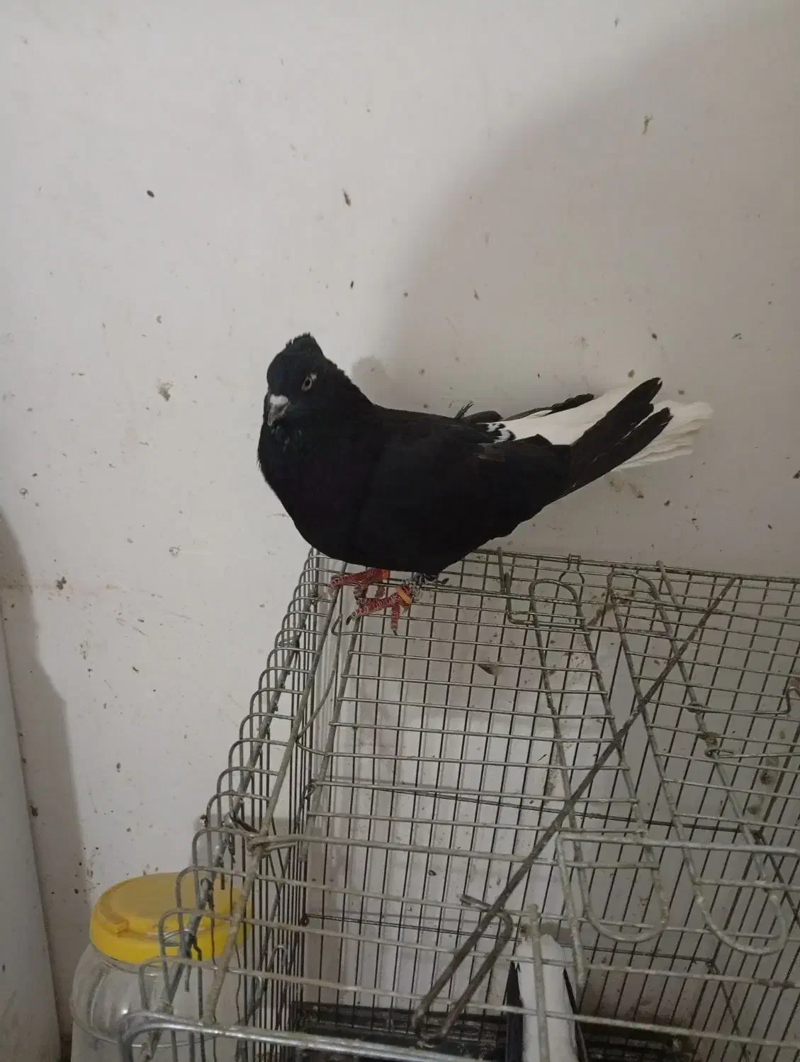 پرنده|پرنده|خرم‌آباد, |دیوار