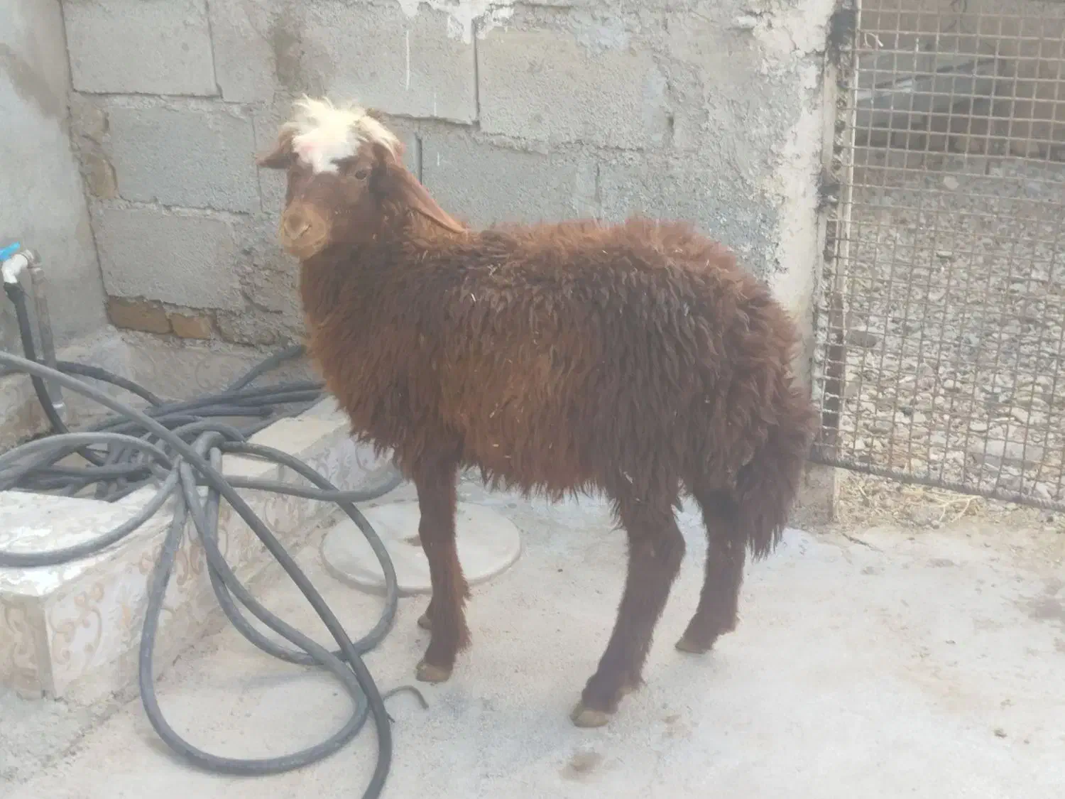 بزغالهدونه۵ملیونبرهنر۲۵کیلویی۶ملیونگوسفندچاق۵۰|حیوانات مزرعه|نهاوند, |دیوار