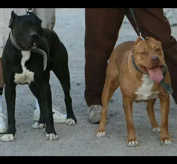 سگ پیتبول آمریکایی|سگ|جیرفت, |دیوار