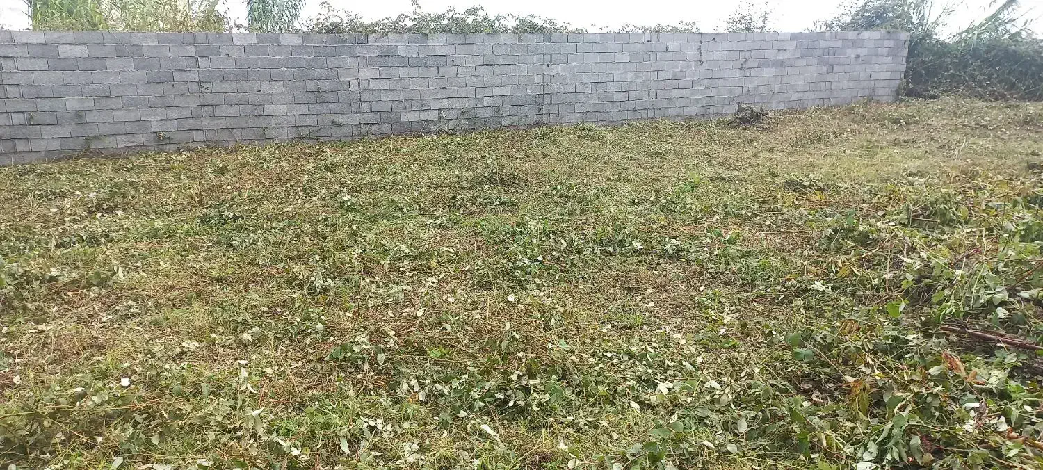 چمن زنی وبریدن علفهای هرز|خدمات باغبانی و درختکاری|آستانه اشرفیه, |دیوار