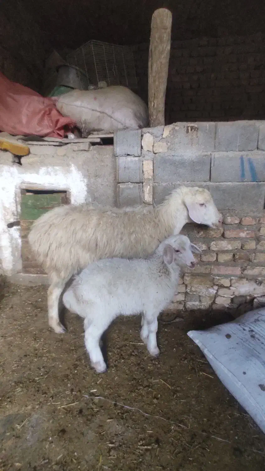 ی عدد میش بره دار جوان شکم اول|حیوانات مزرعه|شیروان (خراسان), |دیوار