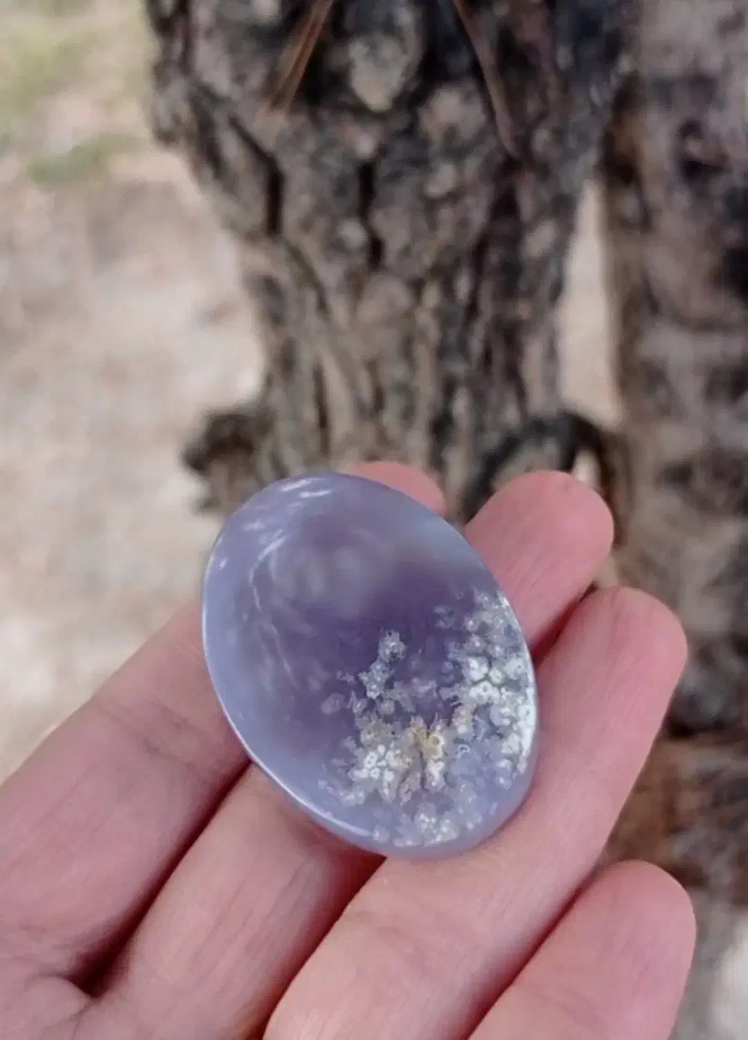 شجر|کلکسیون و سرگرمی|طرقبه, |دیوار