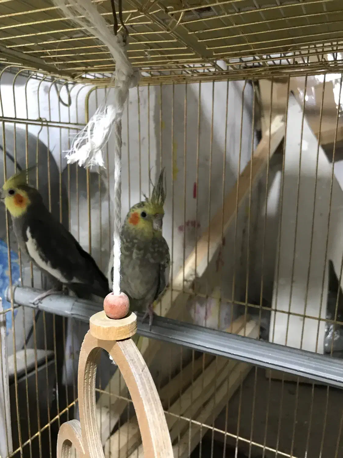 طوطی عروس|پرنده|خوی, |دیوار