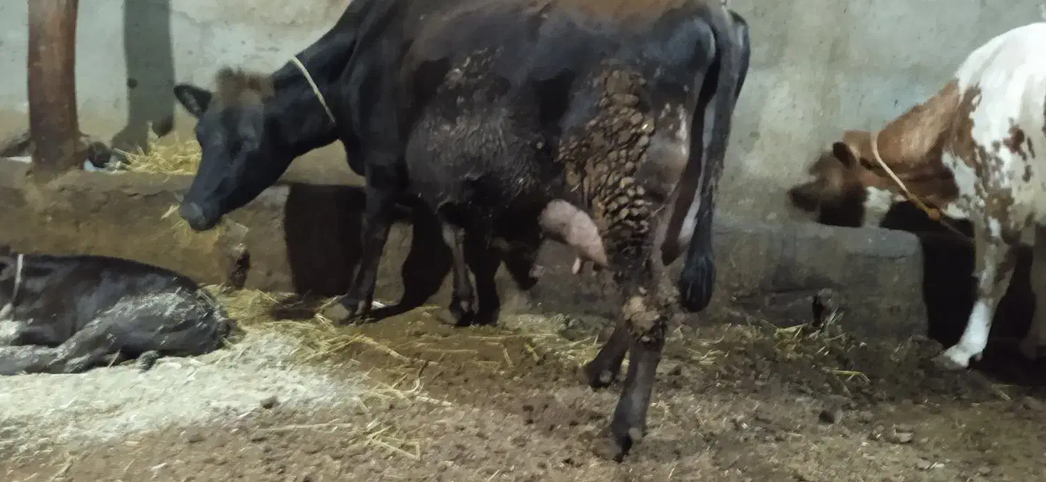 گاو جرسی شیری|حیوانات مزرعه|مهربان, |دیوار