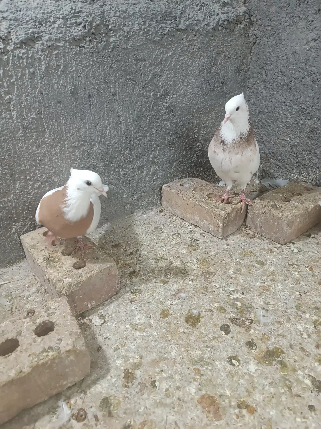 طوقی|حیوانات|تربت جام, فاز ۲ فرهنگیان|دیوار