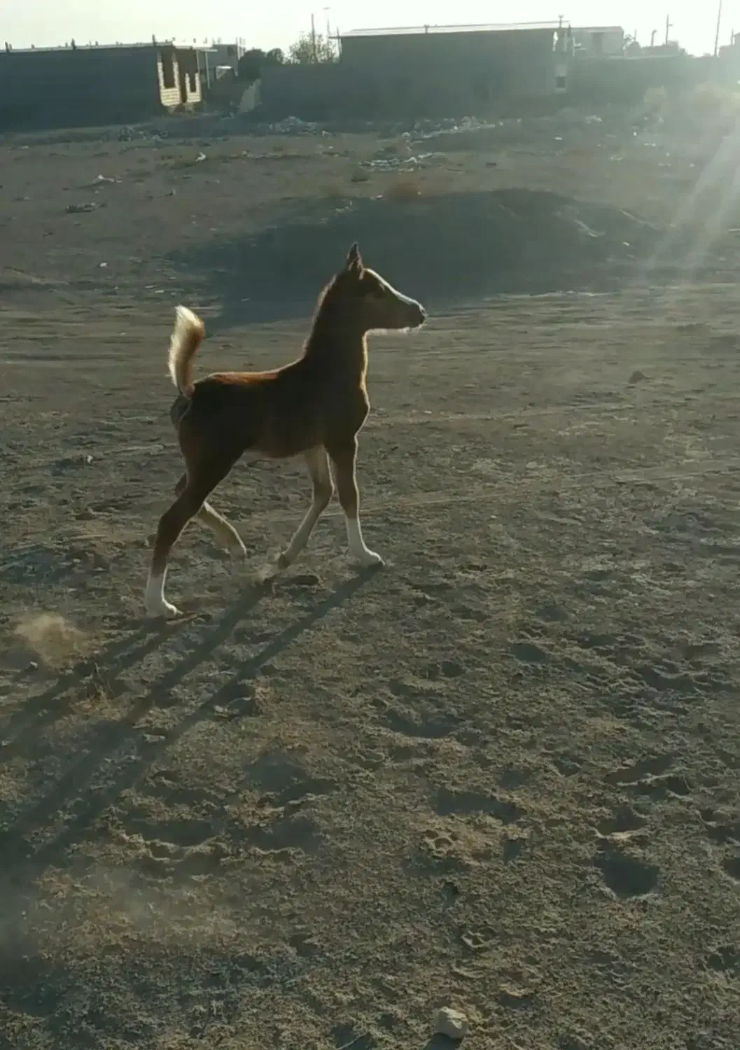 اسب و تجهیزات اسب|اسب و تجهیزات اسبسواری|سیرجان, |دیوار