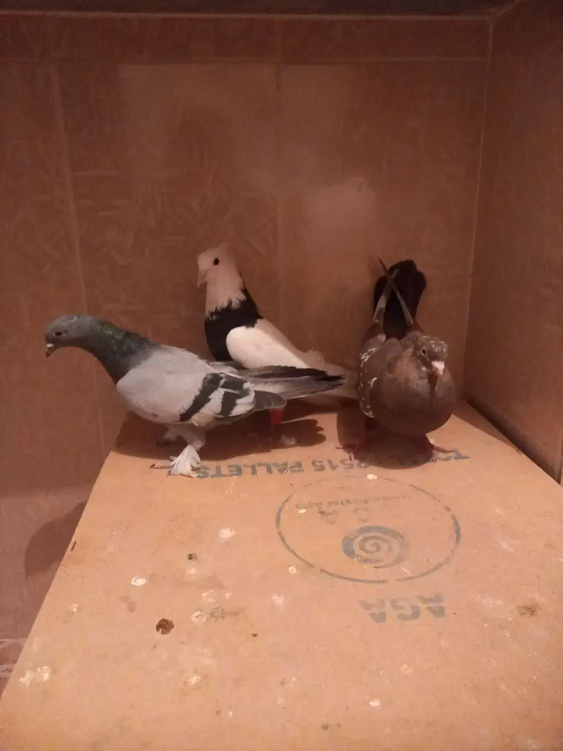 سه تا کبوتر قیمت خوب|پرنده|مرودشت, فرهنگ|دیوار