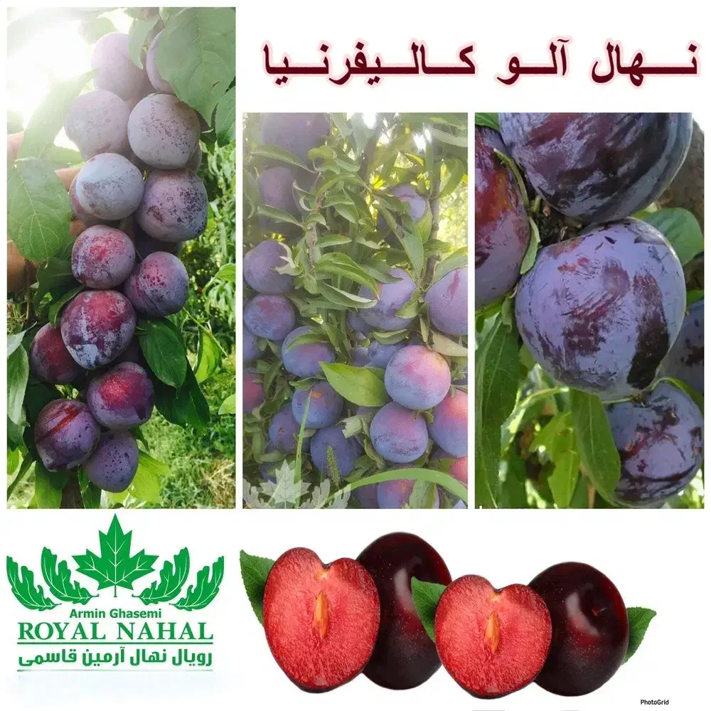 فروش نهال آلو کالیفرنیا یا پفکی|خدمات باغبانی و درختکاری|کنگاور, |دیوار