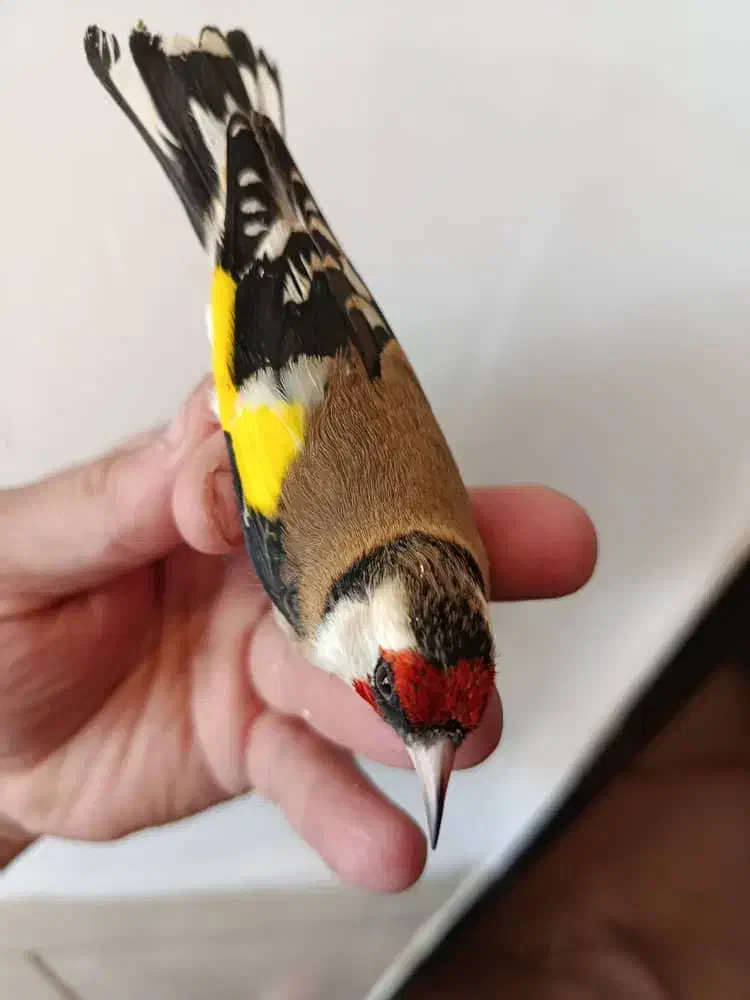 سهره|پرنده|سیرجان, |دیوار