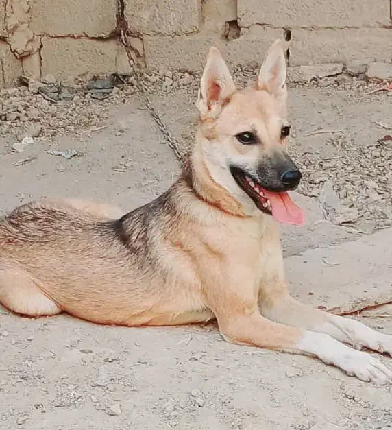 سگ لوتی ماده ۶ ماه|سگ|اهواز, غیزانیه|دیوار