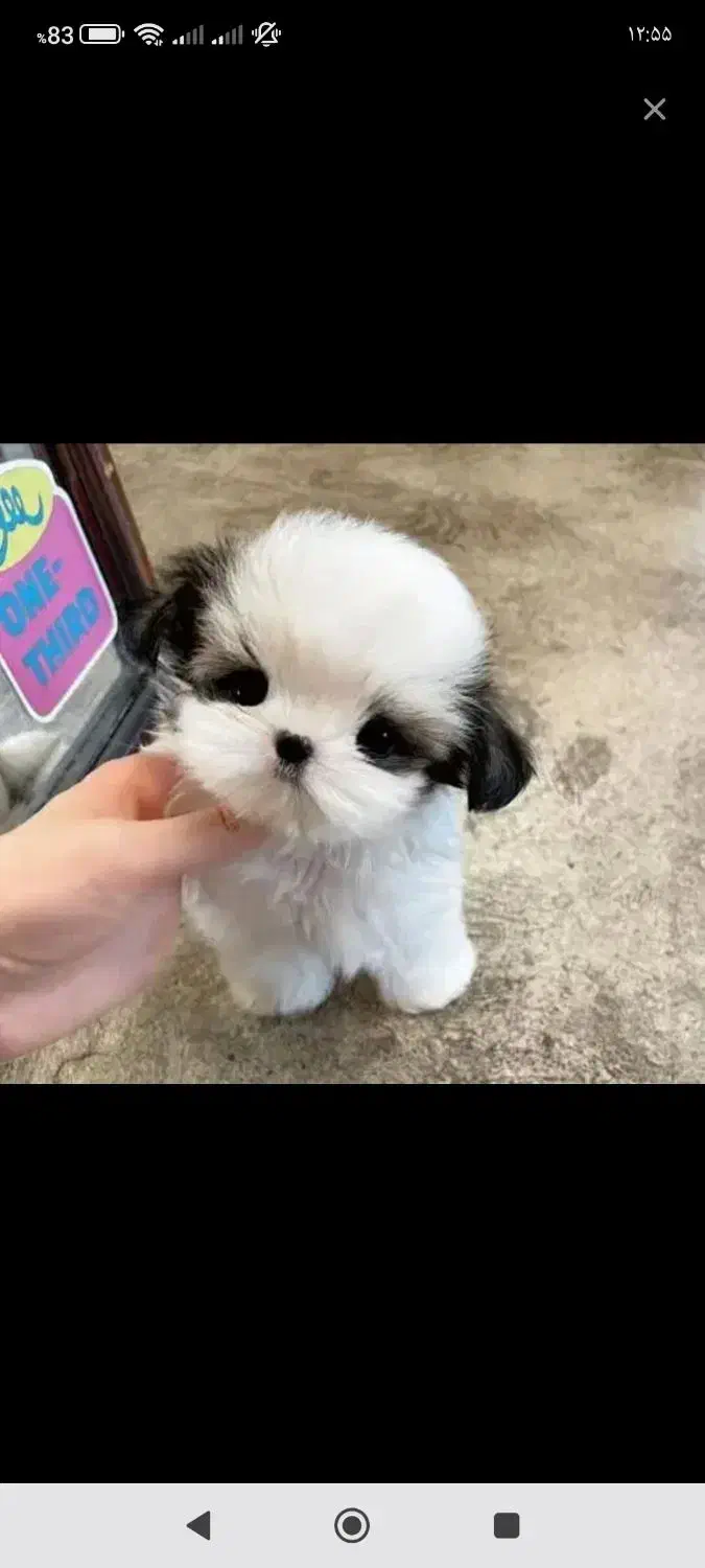 پودل کراس|سگ|تهران, صادقیه|دیوار