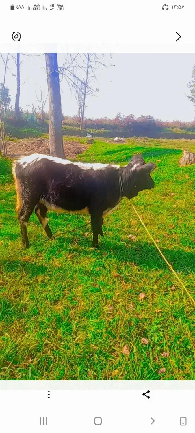 فروش گوساله ماده|حیوانات مزرعه|سیاهکل, |دیوار