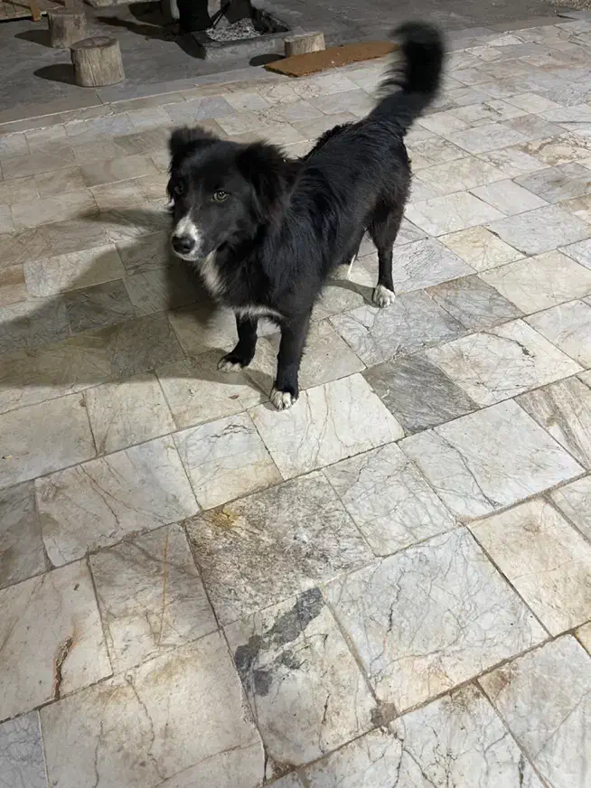 سگ تریر مشکی|سگ|تهران, والفجر|دیوار