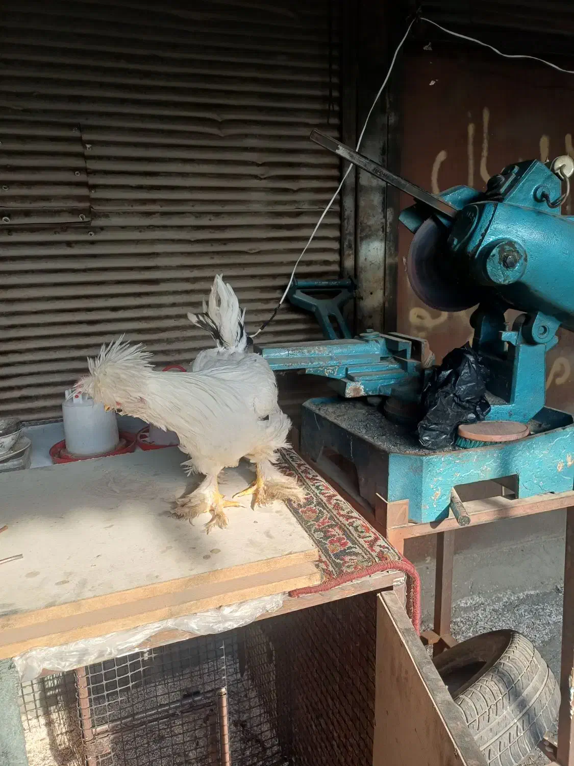 یک جفت مرغ وخروس سلطان|حیوانات مزرعه|تهران, شهرک صادقیه|دیوار