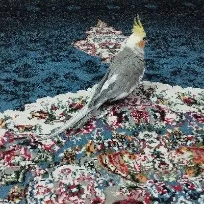 عروس هلندی|پرنده|اهواز, منبع اب|دیوار