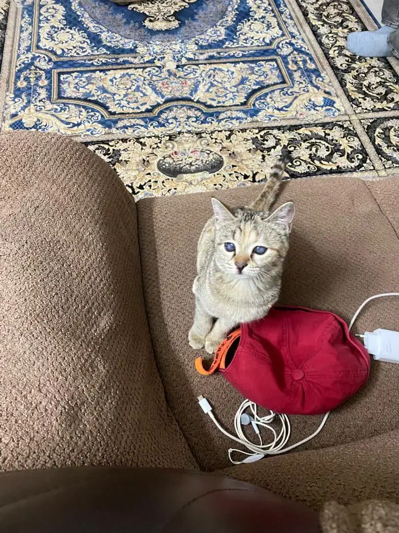 واگذاری گربه|گربه|اصفهان, جلالیه|دیوار