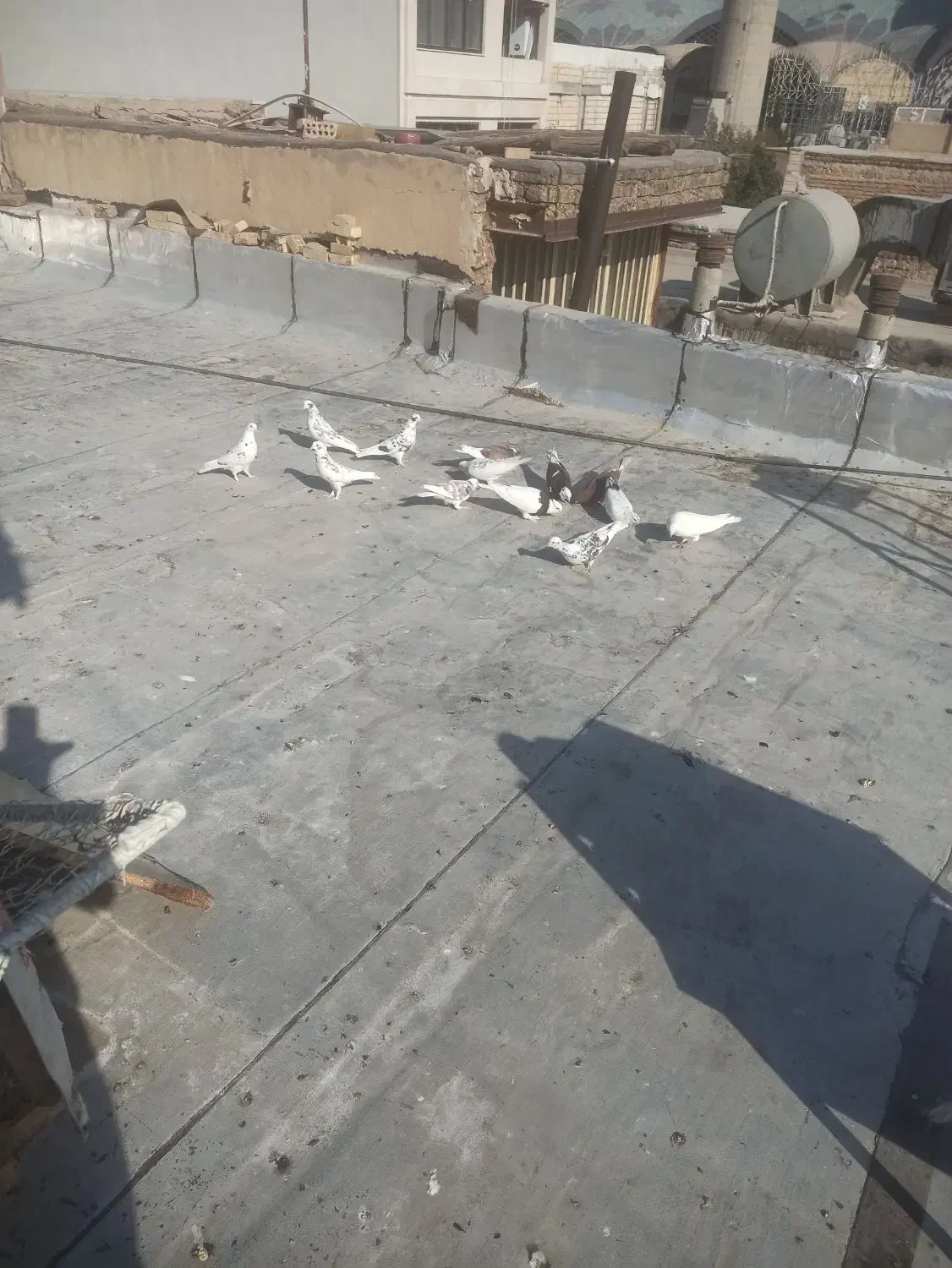 کبوتر پرشی|پرنده|اصفهان, مسجد مصلی|دیوار