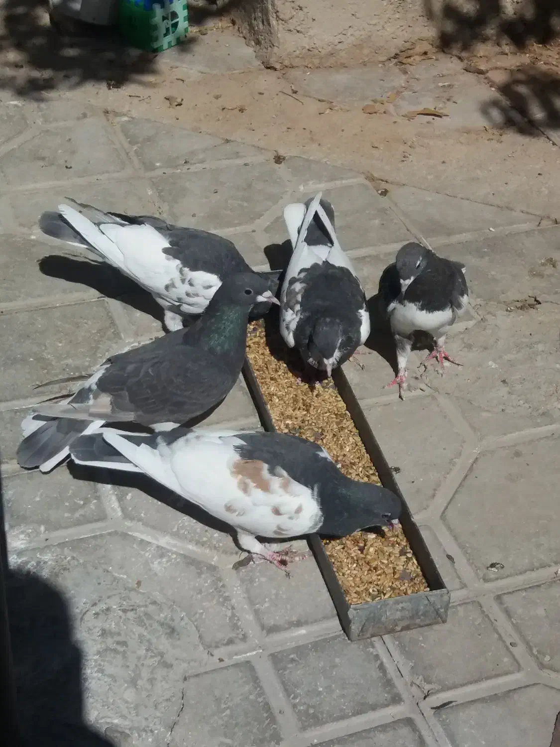 شهری قهوه ای|پرنده|کوار, |دیوار