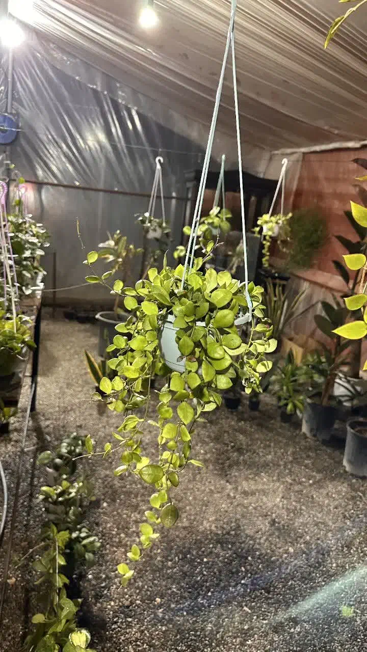 گل آپارتمانی هویا|گل و گیاه طبیعی|سلفچگان, |دیوار