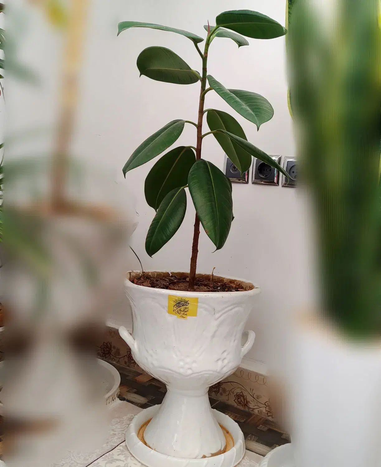 گل یوکا سانسوریا فیکوس|گل و گیاه طبیعی|تربتحیدریه, شهرک ولیعصر|دیوار