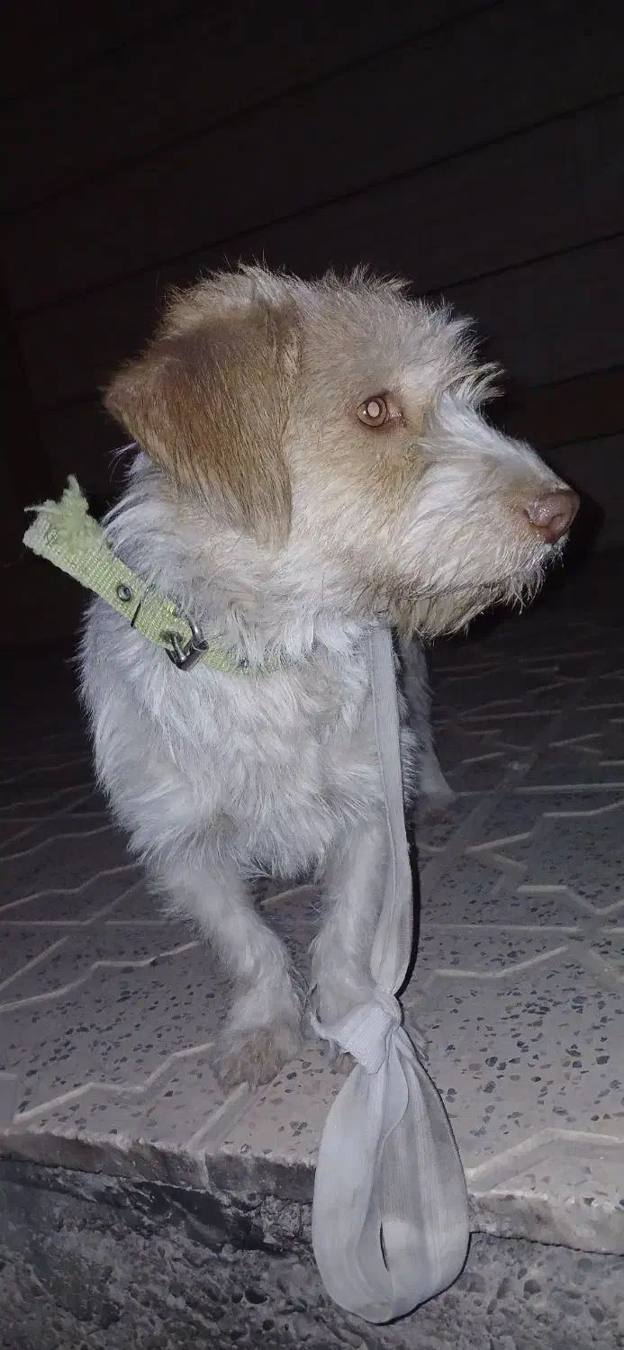 سگ پا کوتاه توافقی|سگ|نجفآباد, فاز ۲ شهرک آزادگان|دیوار