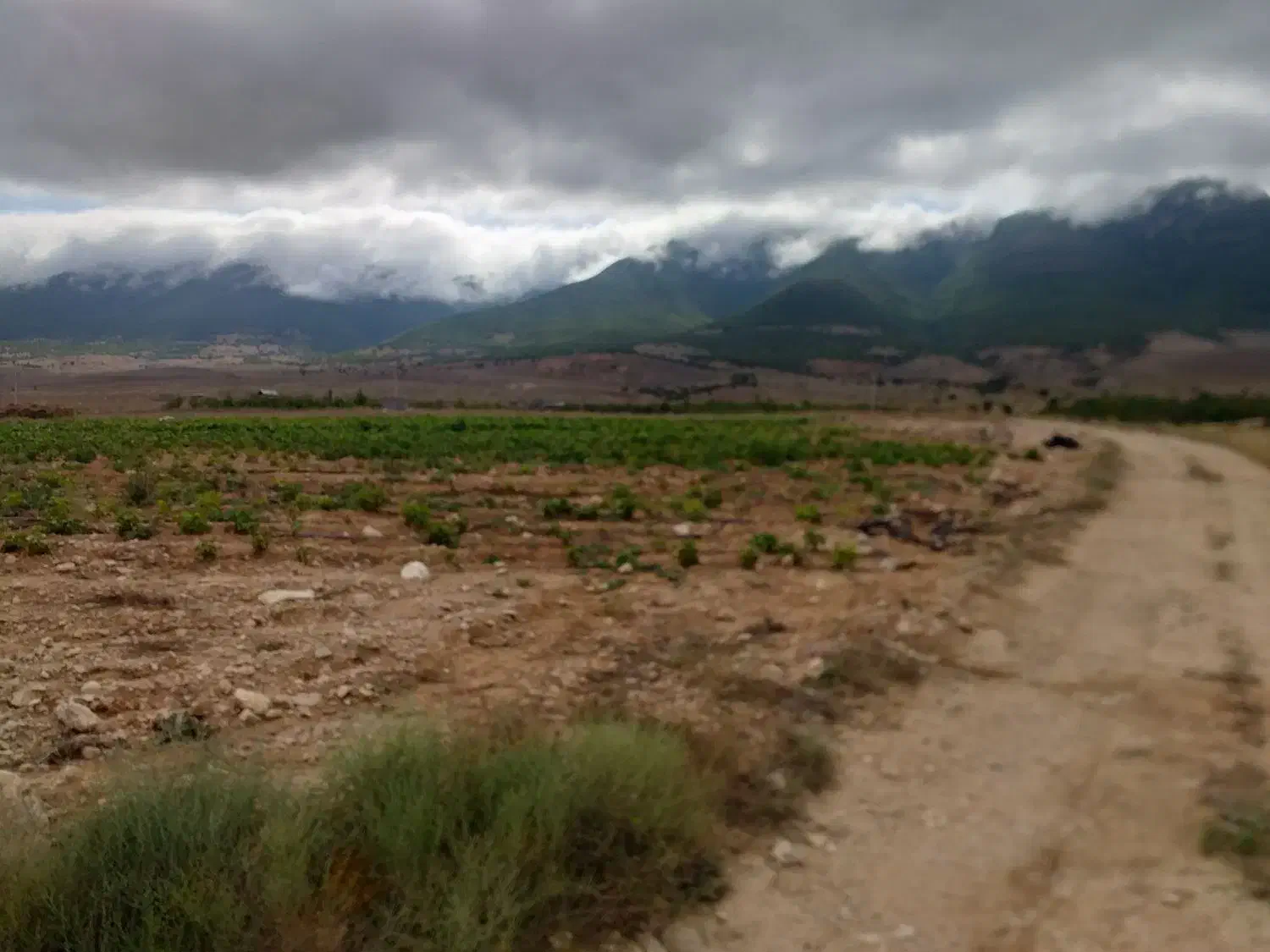 ملک در زمین باغی|فروش دفتر صنعتی، کشاورزی، تجاری|کیاسر, |دیوار