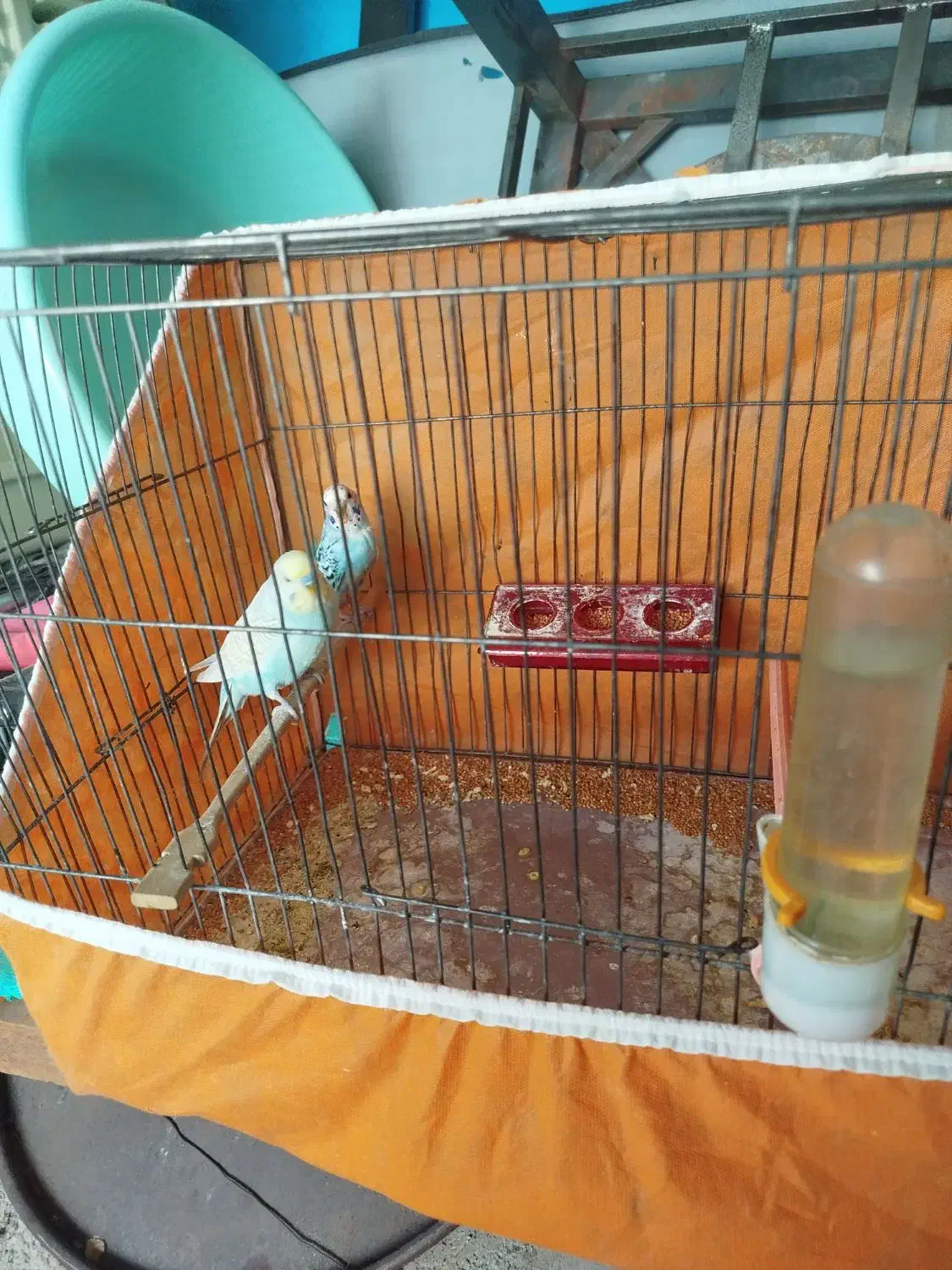 مرغ عشق|پرنده|محمدیه-قزوین, |دیوار