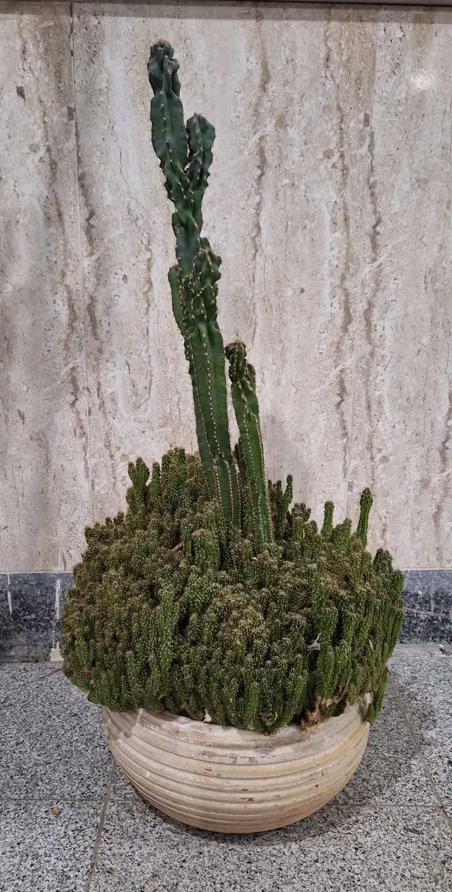 فروش کاکتوس آفوربیا|گل و گیاه طبیعی|عجب شیر, |دیوار