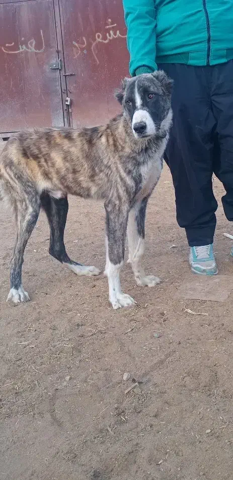 فروشی|سگ|پیشوا, |دیوار