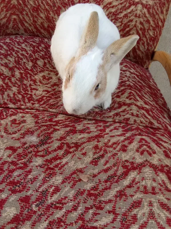 خرگوش|موش و خرگوش|ماهدشت, |دیوار