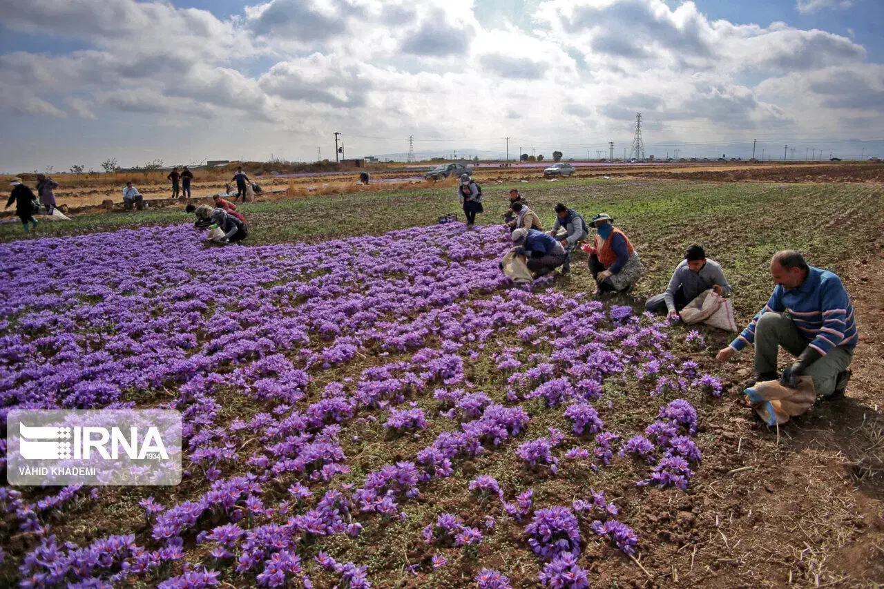 کارگر هستیم برا گل چینی یک مینی بوس|خدمات باغبانی و درختکاری|تربت جام, باغ سنگان سفلی|دیوار