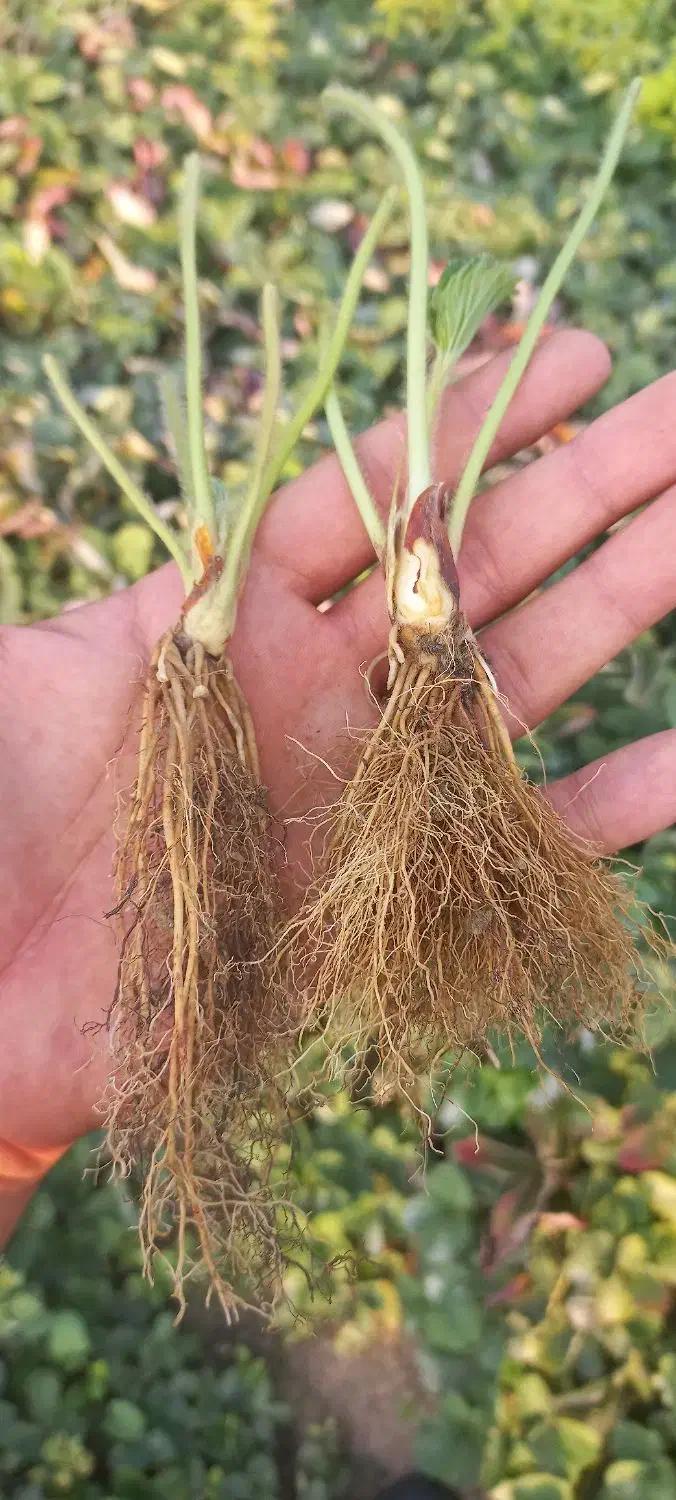 بذر و نهال توت فرنگی رقم سا برینا پر بار یکدست|خدمات باغبانی و درختکاری|خان ببین, |دیوار