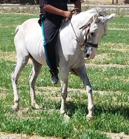 مادیون سواری دار با کره 8 ماه|اسب و تجهیزات اسب‌سواری|تهران, فلسطین (میدان انقلاب)|دیوار