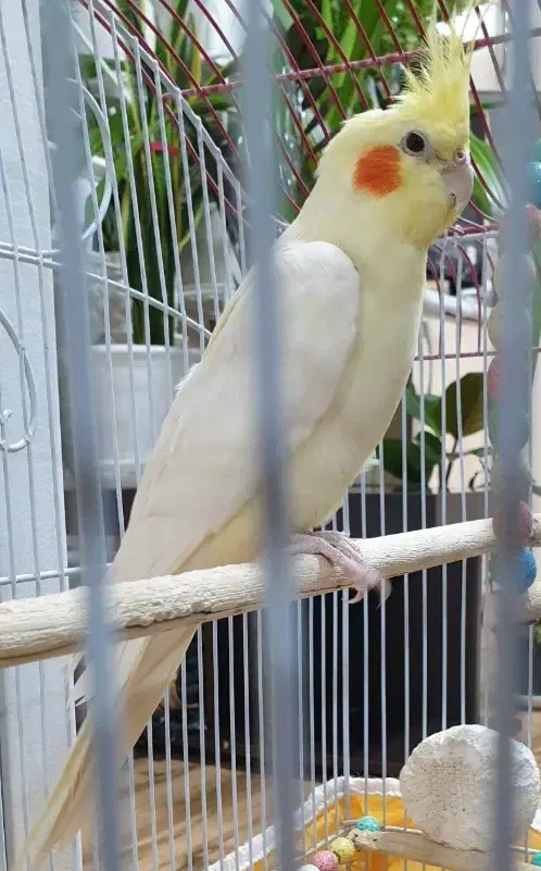 لوتینو نر|پرنده|مبارکه, |دیوار