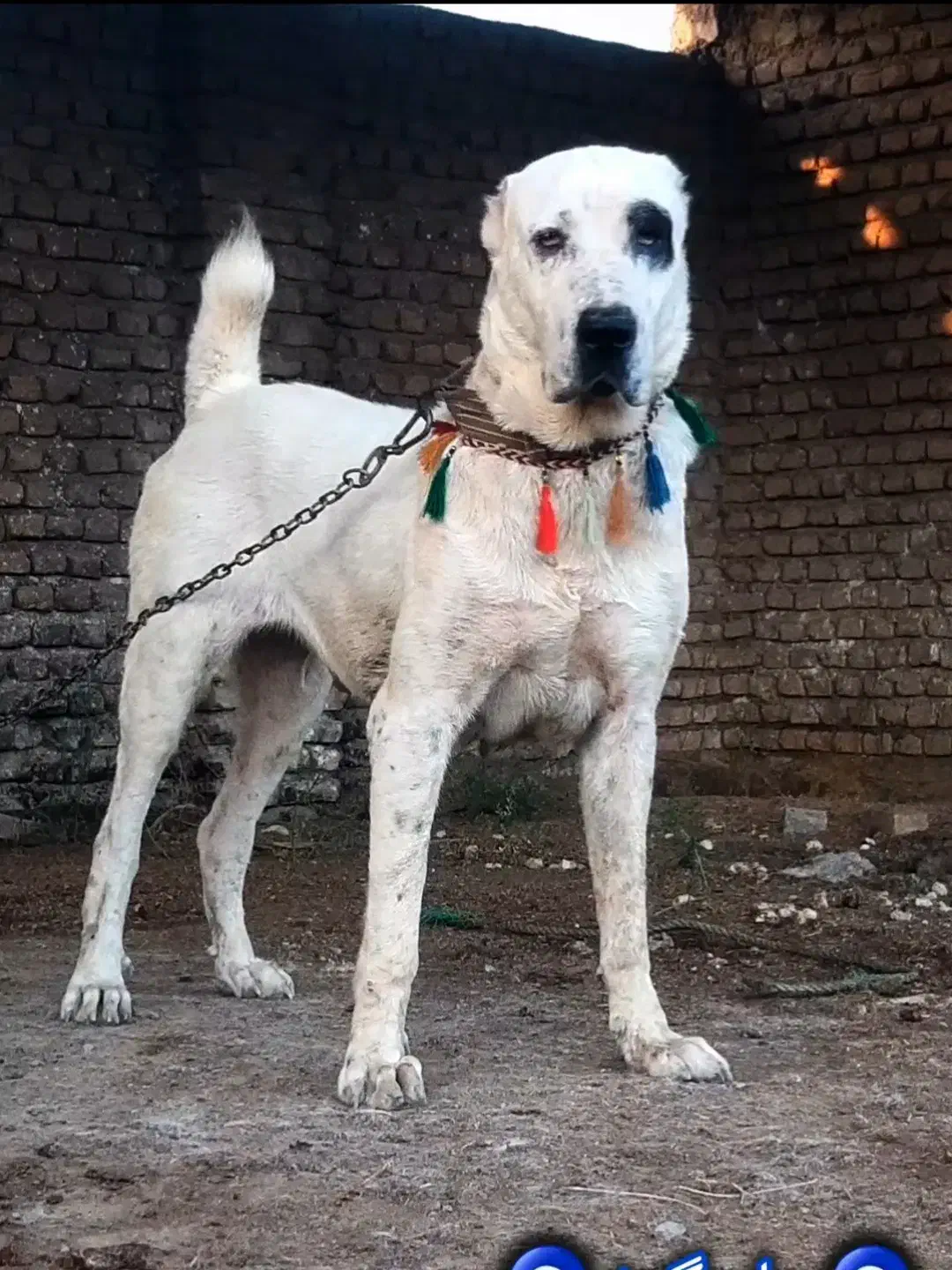 سگ ماده الابای|سگ|تهران, تهرانپارس جنوبی|دیوار