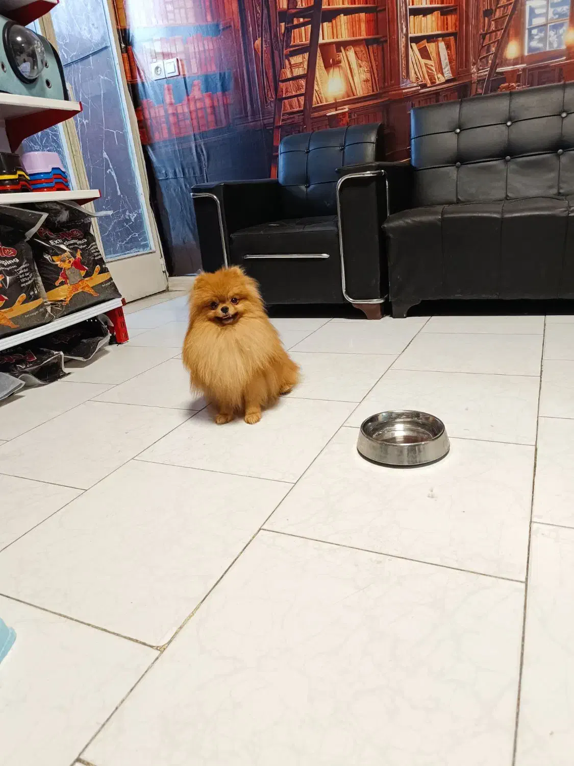 سگ پامرانین خرسی بوفیس|سگ|تهران, صادقیه|دیوار