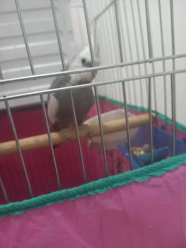 جفت عروس هلندی مولد|پرنده|سنندج, |دیوار