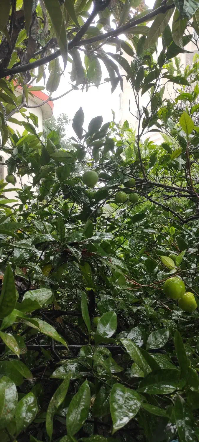 2570 متر زمین محدوده شهری|فروش زمین و ملک کلنگی|خرم‌آباد (تنکابن), |دیوار