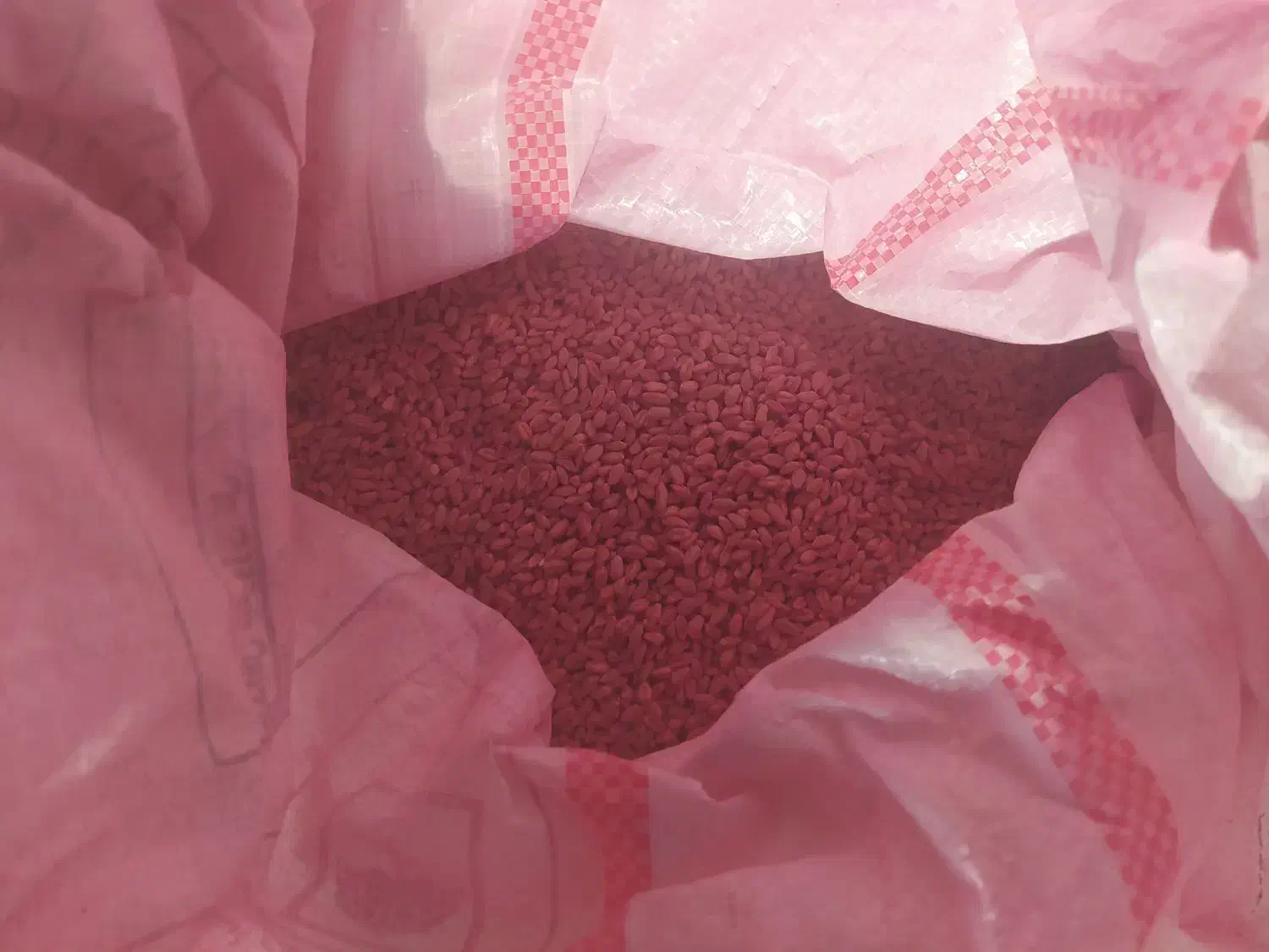 گندم پیشگام|عمدهفروشی|کرمانشاه, |دیوار