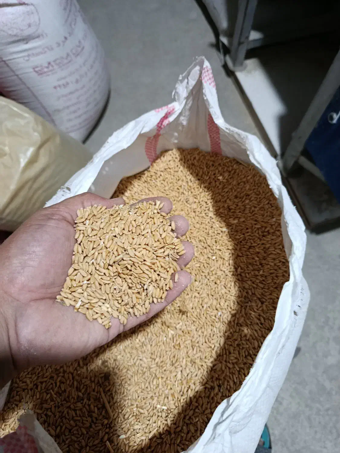 سوپراستارترباآنالیزدان پارس شرکتی مرغ بوقلمون جوجه|لوازم جانبی حیوانات|تهران, شمس‌آباد|دیوار