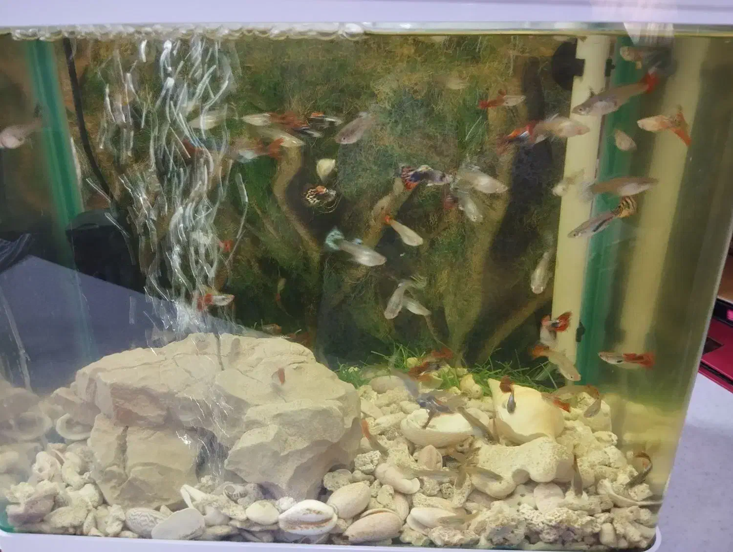 ماهی گوپی همه مولد دونه ای 20|ماهی|شیراز, هفت تنان|دیوار